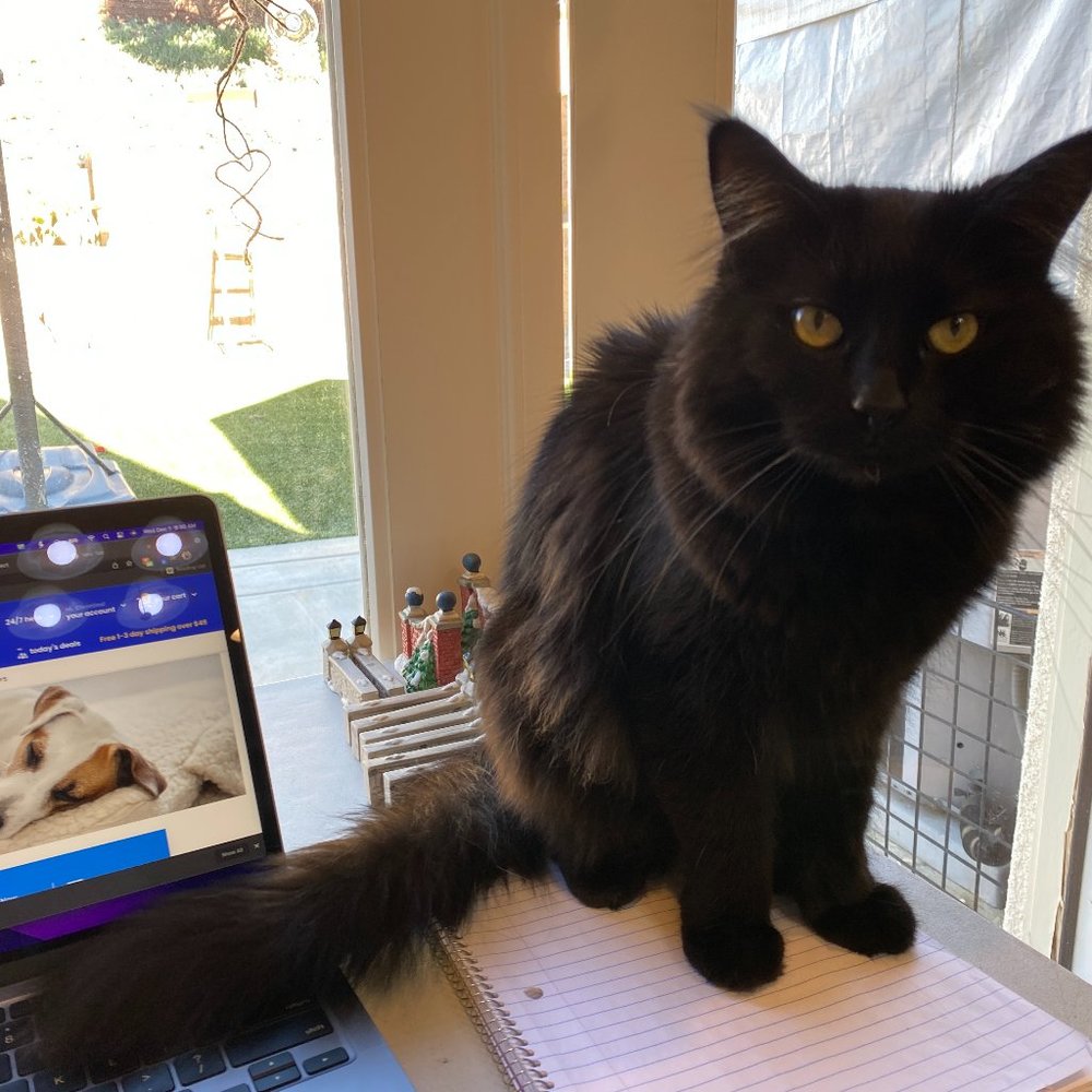 🌟Posh Ambassador Louie!! 🥰